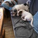 Dan